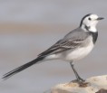 /album/photogallery/white-wagtail-tendaba-gambia-jpg/
